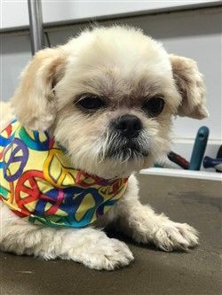 Shih tzu 2024 bad haircut